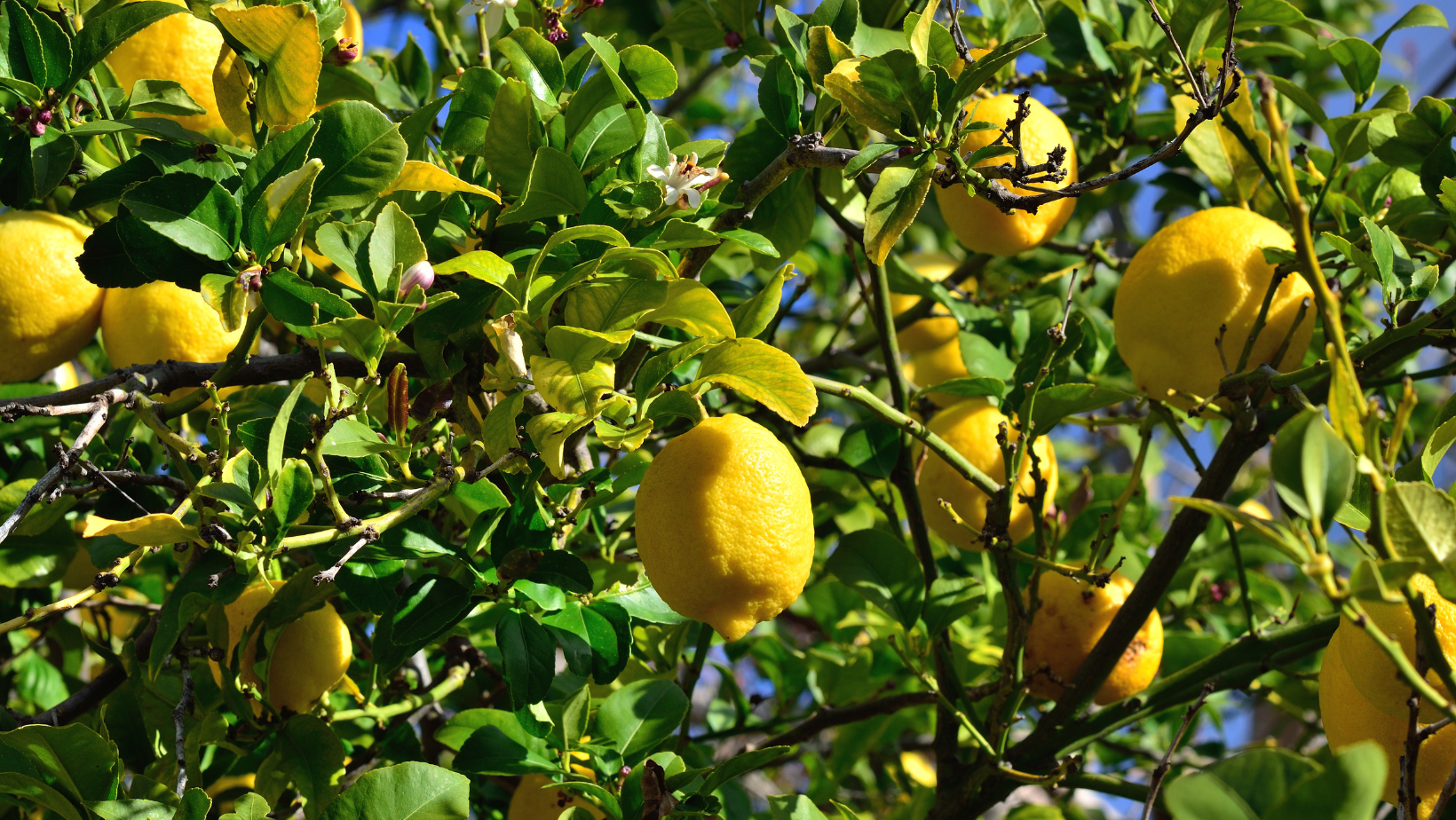 lemon tree, lemons, lemonade stand, lemon tree