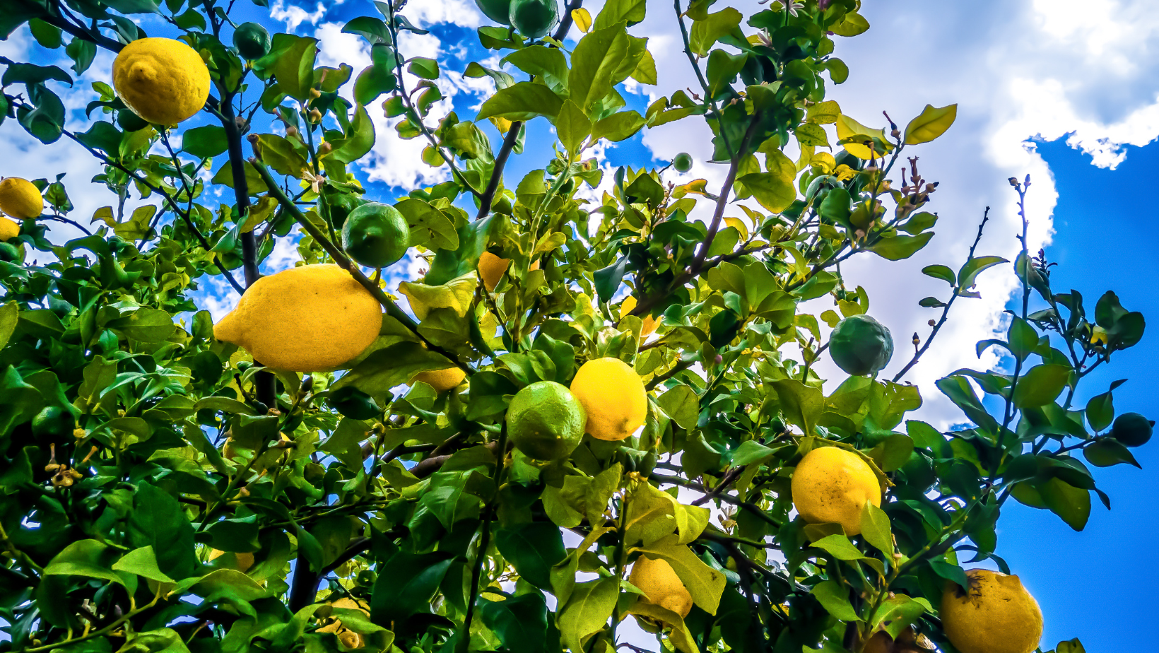 lemon tree, lemons and limes, lemonade, lemon drink, lemon history